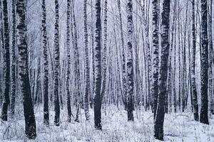 Birke Hain nach ein Schneefall auf ein Winter Tag. Birke Geäst bedeckt mit Schnee. Jahrgang Film ästhetisch. foto