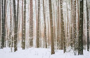 Schneefall im ein Kiefer Wald auf ein Winter wolkig Tag. Kiefer Stämme bedeckt mit Schnee. Jahrgang Film ästhetisch. foto