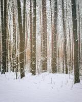 Schneefall im ein Kiefer Wald auf ein Winter wolkig Tag. Kiefer Stämme bedeckt mit Schnee. Jahrgang Film ästhetisch. foto