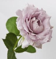 Rose Vintage Blumen foto