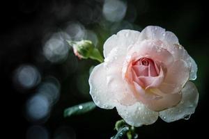 Rose Vintage Blumen in warmen Tönen
