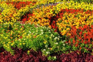 bunt Blume Bett mit Blühen dekorativ Blumen. foto