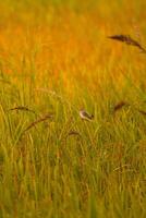 Vogel auf das Reis Feld foto