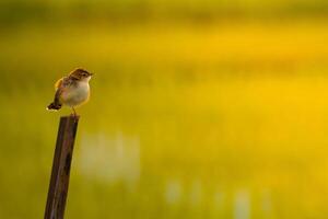einsam Vogel im das Morgen foto