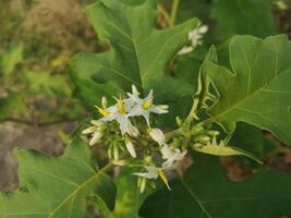 solanum torvum, erbsenaubergine, plattenbürstengrüner gemüsebaum, der im garten auf naturhintergrund blüht foto