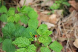 Natur Hintergrund Foto