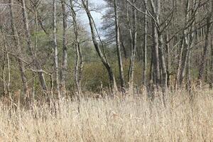 Natur Hintergrund Foto