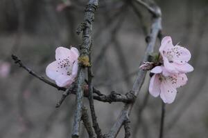 Natur Hintergrund Foto