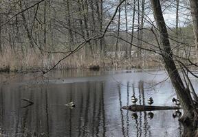 Natur Hintergrund Foto