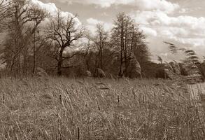 Natur Hintergrund Foto