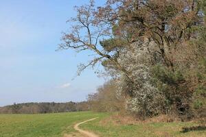 Natur Hintergrund Foto