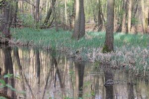 Natur Hintergrund Foto