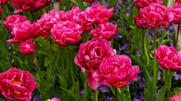 Frühling Blumen Banner. Rosa blühen Tulpen im Feld. Rosa Blütenblätter und Grün Blätter von Blühen Blumen. Gruß Karte Banner, Mutter Tag Karte, Damen Tag, Geburtstag, Ostern. botanisch Auswahl foto