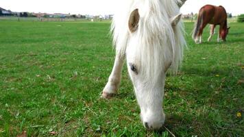 Nahansicht Weiß Pferd isst Grün Gras. Aussicht von Unterseite zu oben. Vieh und Pferd Leben. foto