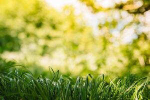 Frühling oder Sommer- und abstrakt Natur Hintergrund mit Gras Feld. Hintergrund mit Grün Gras Feld und Bokeh Licht. Sommer- Hintergrund. foto