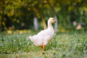 wenig Gänschen Gehen im das Gras zwischen Gänseblümchen Blumen. foto