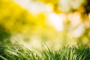 Frühling oder Sommer- und abstrakt Natur Hintergrund mit Gras Feld. Hintergrund mit Grün Gras Feld und Bokeh Licht. Sommer- Hintergrund. foto