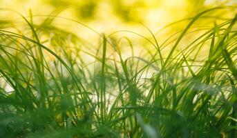 Frühling oder Sommer- und abstrakt Natur Hintergrund mit Gras Feld. Hintergrund mit Grün Gras Feld und Bokeh Licht. Sommer- Hintergrund. foto