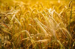 tolle Landwirtschaft Sonnenuntergang Landschaft.Wachstum Natur Ernte. Weizen Feld natürlich Produkt. Ohren von golden Weizen schließen hoch. ländlich Szene unter Sonnenlicht. Sommer- Hintergrund von Reifung Ohren von Landschaft foto