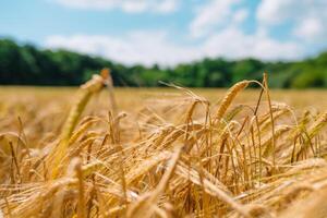 tolle Landwirtschaft Sonnenuntergang Landschaft.Wachstum Natur Ernte. Weizen Feld natürlich Produkt. Ohren von golden Weizen schließen hoch. ländlich Szene unter Sonnenlicht. Sommer- Hintergrund von Reifung Ohren von Landschaft foto