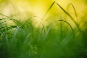 Frühling oder Sommer- und abstrakt Natur Hintergrund mit Gras Feld. Hintergrund mit Grün Gras Feld und Bokeh Licht. Sommer- Hintergrund. foto