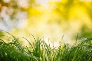 Frühling oder Sommer- und abstrakt Natur Hintergrund mit Gras Feld. Hintergrund mit Grün Gras Feld und Bokeh Licht. Sommer- Hintergrund. foto