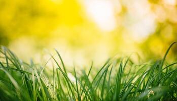 Frühling oder Sommer- und abstrakt Natur Hintergrund mit Gras Feld. Hintergrund mit Grün Gras Feld und Bokeh Licht. Sommer- Hintergrund. foto