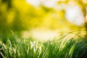 Frühling oder Sommer- und abstrakt Natur Hintergrund mit Gras Feld. Hintergrund mit Grün Gras Feld und Bokeh Licht. Sommer- Hintergrund. foto