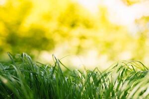 Frühling oder Sommer- und abstrakt Natur Hintergrund mit Gras Feld. Hintergrund mit Grün Gras Feld und Bokeh Licht. Sommer- Hintergrund. foto