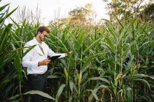 glücklich Farmer im das Feld Überprüfung Mais Pflanzen während ein sonnig Sommer- Tag, Landwirtschaft und Essen Produktion Konzept. foto