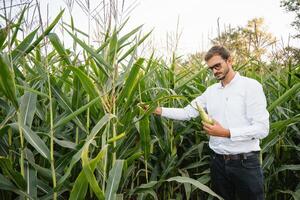 glücklich Farmer im das Feld Überprüfung Mais Pflanzen während ein sonnig Sommer- Tag, Landwirtschaft und Essen Produktion Konzept foto