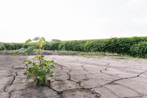 Hintergrund mit geknackt Boden und Sojabohne Feld. Dürre im Landwirtschaft. oben Aussicht von Dürre im Soja Feld mit geknackt Boden foto