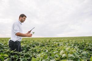 jung Agronom hält Tablette berühren Pad Computer im das Soja Feld und Prüfung Pflanzen Vor Ernte. Landwirtschaft Konzept. landwirtschaftlich Ingenieur Stehen im ein Soja Feld mit ein Tablette im Sommer. foto