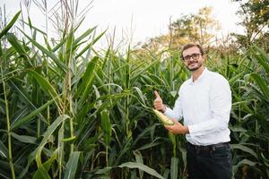 glücklich Farmer im das Feld Überprüfung Mais Pflanzen während ein sonnig Sommer- Tag, Landwirtschaft und Essen Produktion Konzept. foto