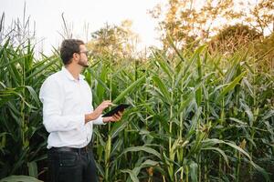 glücklich Farmer im das Feld Überprüfung Mais Pflanzen während ein sonnig Sommer- Tag, Landwirtschaft und Essen Produktion Konzept. foto