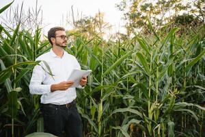 glücklich Farmer im das Feld Überprüfung Mais Pflanzen während ein sonnig Sommer- Tag, Landwirtschaft und Essen Produktion Konzept. foto