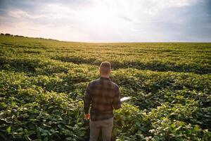 Agronom inspizieren Soja Bohne Pflanzen wachsend im das Bauernhof Feld. Landwirtschaft Produktion Konzept. Landwirtschaft Konzept. landwirtschaftlich Ingenieur Stehen im ein Soja Feld foto