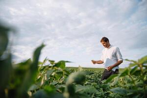 Agronom inspizieren Soja Bohne Pflanzen wachsend im das Bauernhof Feld. Landwirtschaft Produktion Konzept. Landwirtschaft Konzept. landwirtschaftlich Ingenieur Stehen im ein Soja Feld foto