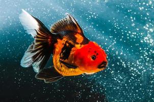 oranger schwarzer Goldfisch foto