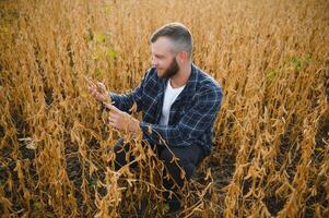 Farmer Agronom im Sojabohne Feld Überprüfung Getreide. organisch Essen Produktion und Anbau foto