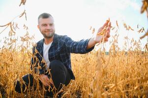 Bewaffneter inspiziert Sojabohnen Vor Ernte. das Konzept von landwirtschaftlich Industrie foto