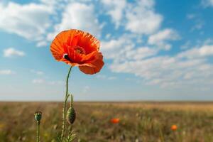 einsam Mohn Blume im Feld foto