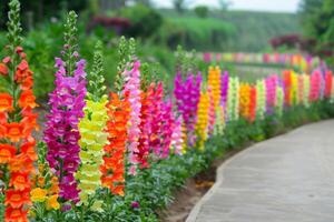 bunt Löwenmaul Blumen Weg foto