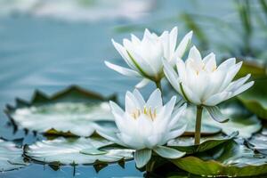 Gelassenheit im Weiß Wasser Lilien foto