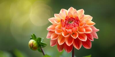 Dahlie blühen im Herbst Sonnenlicht foto