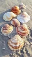 Muscheln Sammlung auf sandig Ufer foto