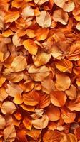 Herbst Laub Orange Blätter Textur foto