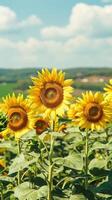 Sonnenblumen Feld Sommer- Tag foto