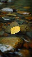 Herbst Blatt auf nass Steine foto