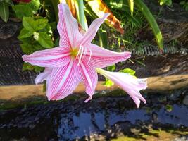 Rosa Amaryllis Blume blüht im das Garten mit Amaryllis Hintergrund, Amaryllis doppelt Blumen, Sanft Fokus foto